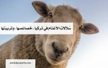 الأغنام 